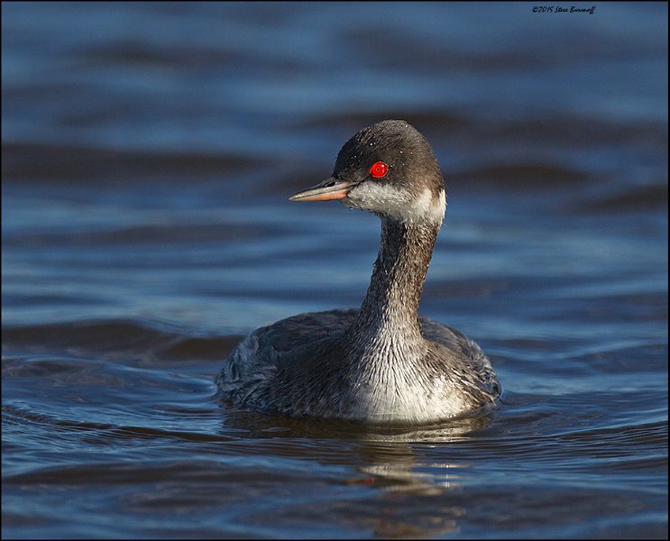 _5SB5851 eared grebe.jpg